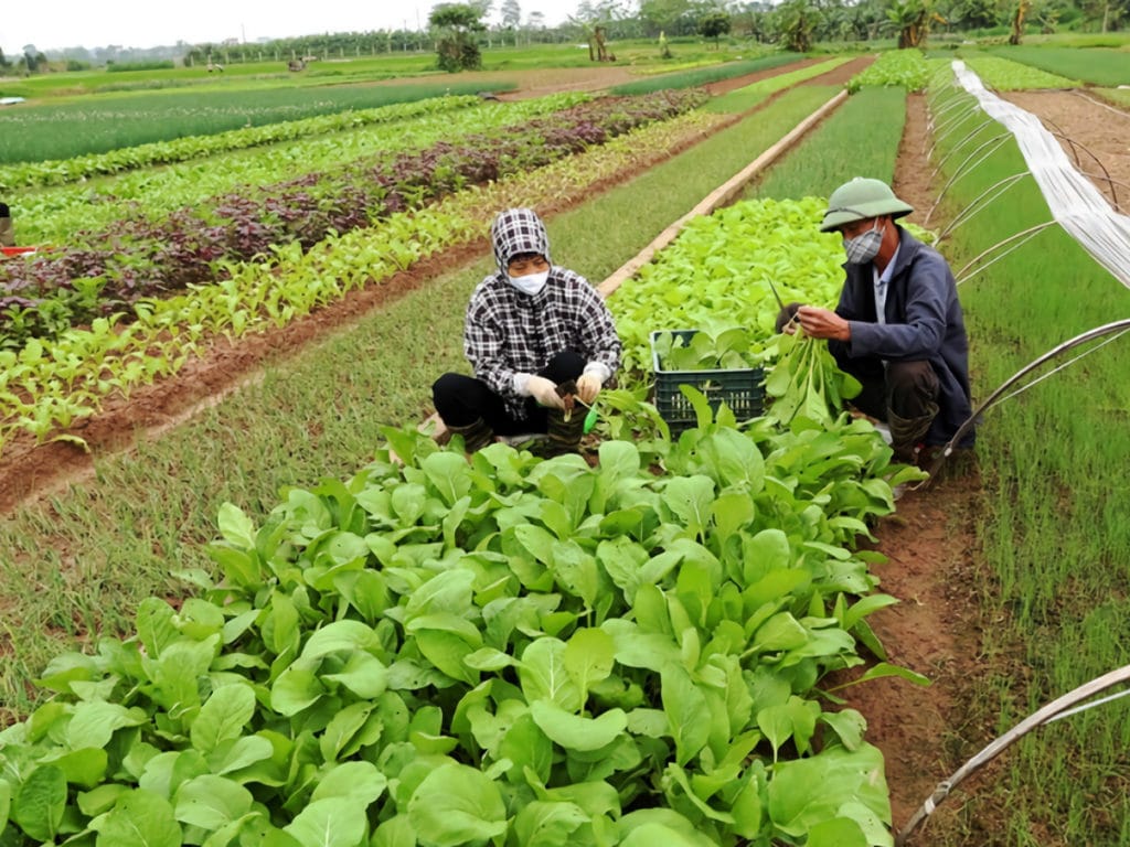 ホアイドゥック地区（ハノイ）にある野菜の専門栽培エリア