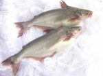 フンフック一人有限会社_魚